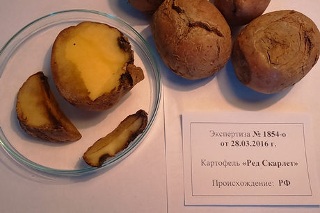 Пораженный картофель. Фото Управления Россельхознадзора по Иркутской области