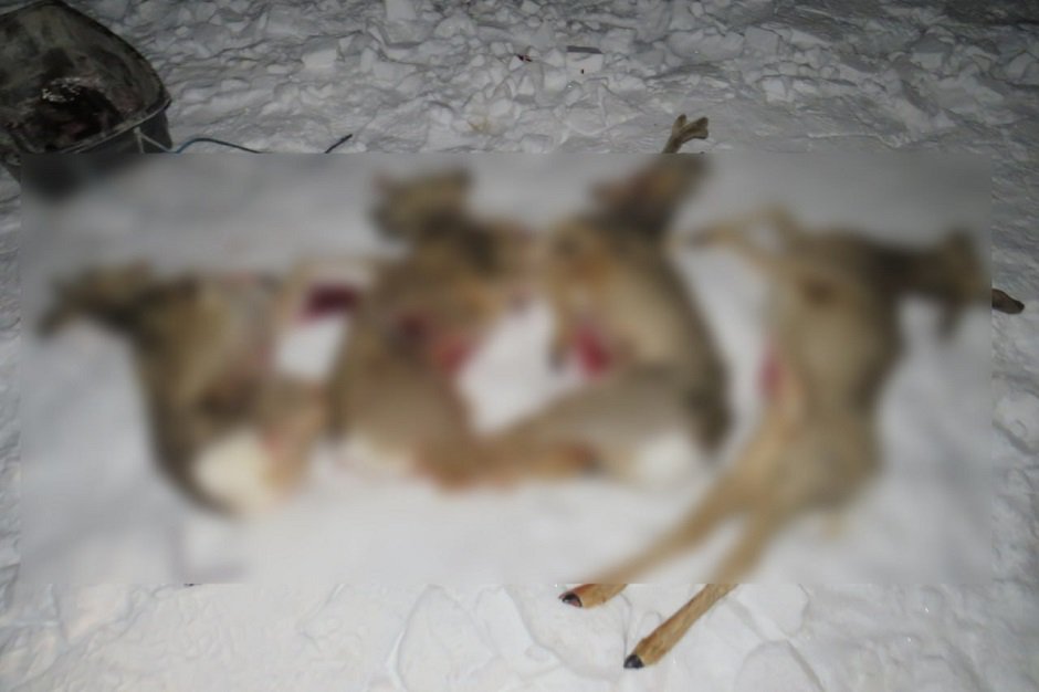 Фото пресс-службы ГУ МВД России по Иркутской области