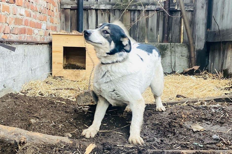 Собака на фоне будки, купленной благодаря читателям IRK.ru. Фото Марины Снегиревой