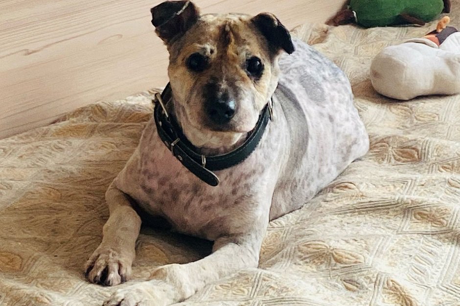 Собака. Фото Марины Снегиревой