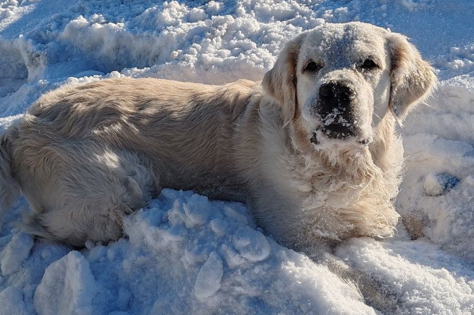 Золотистый ретривер Сэм. Фото пресс-службы Иркутской таможни
