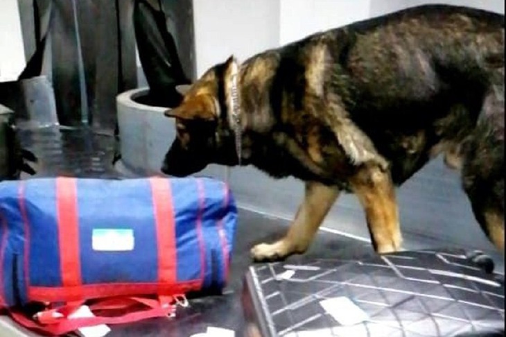 Служебная собака проверяет багаж. Фото пресс-службы транспортной полиции Прибайкалья