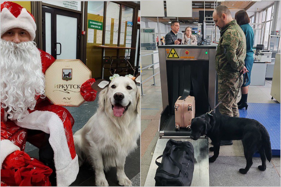 Золотистый ретривер Юджин с Дедом Морозом, кинолог и лабрадор-ретривер Вин. Фото пресс-службы Иркутской таможни