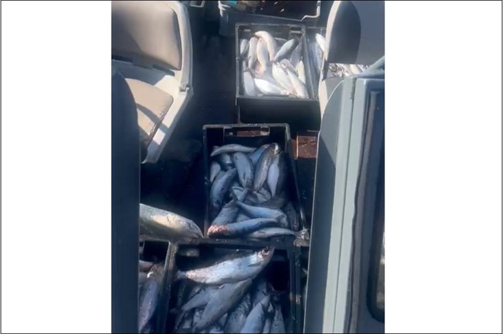 Рыба. Фото оперативной группы ФГБУ «Заповедное Прибайкалье»