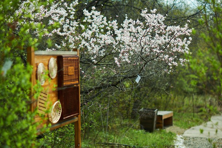 Ботанический сад. Фото Маргариты Романовой, IRK.ru