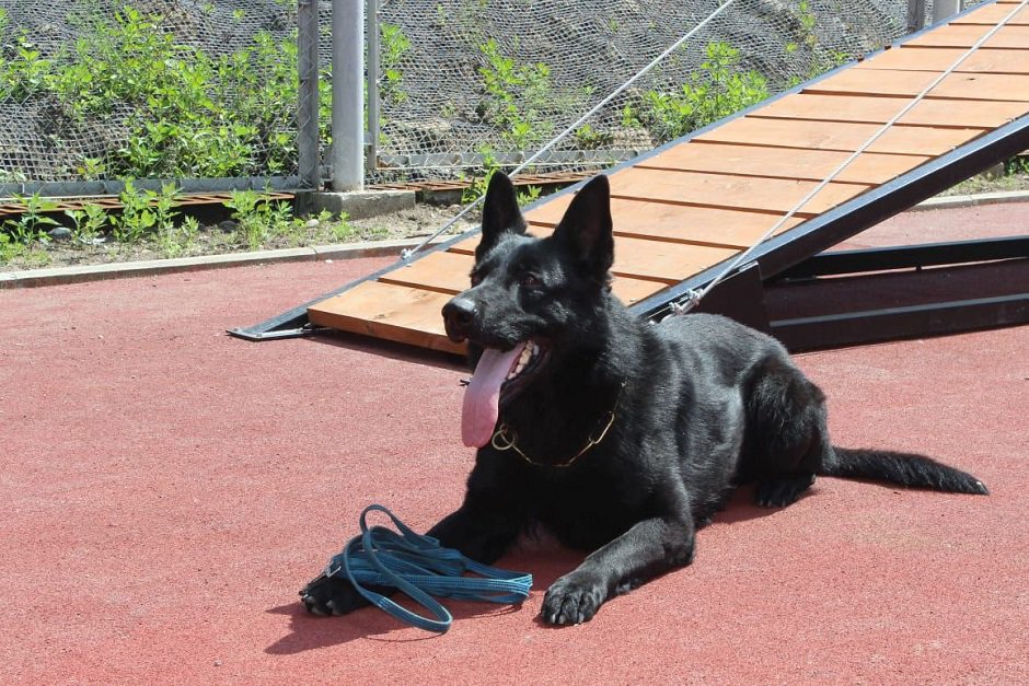 Немецкая овчарка Цыган. Фото из личного архива Натальи Толстых