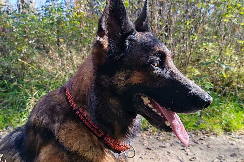 Немецкая овчарка Ритик. Фото пресс-службы Иркутской таможни