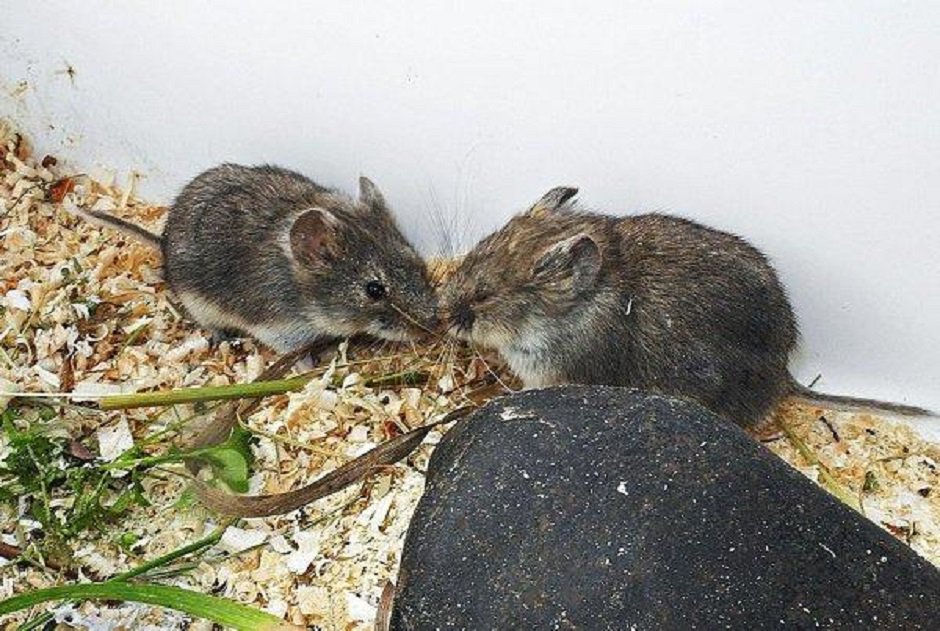 Фото предоставлено пресс-службой Фонда «Озеро Байкал»