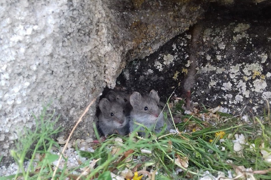 Фото предоставлено пресс-службой Фонда «Озеро Байкал»