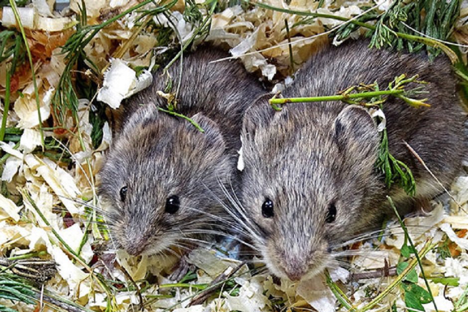 Фото предоставлено пресс-службой Фонда «Озеро Байкал»