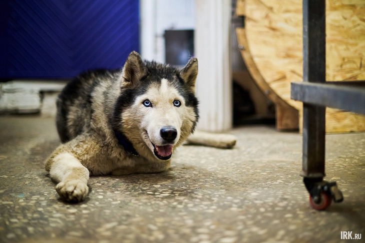 Главный помощник. Фото Маргариты Романовой, IRK.ru