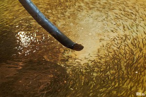 Важное условие для содержания мальков – проточная вода