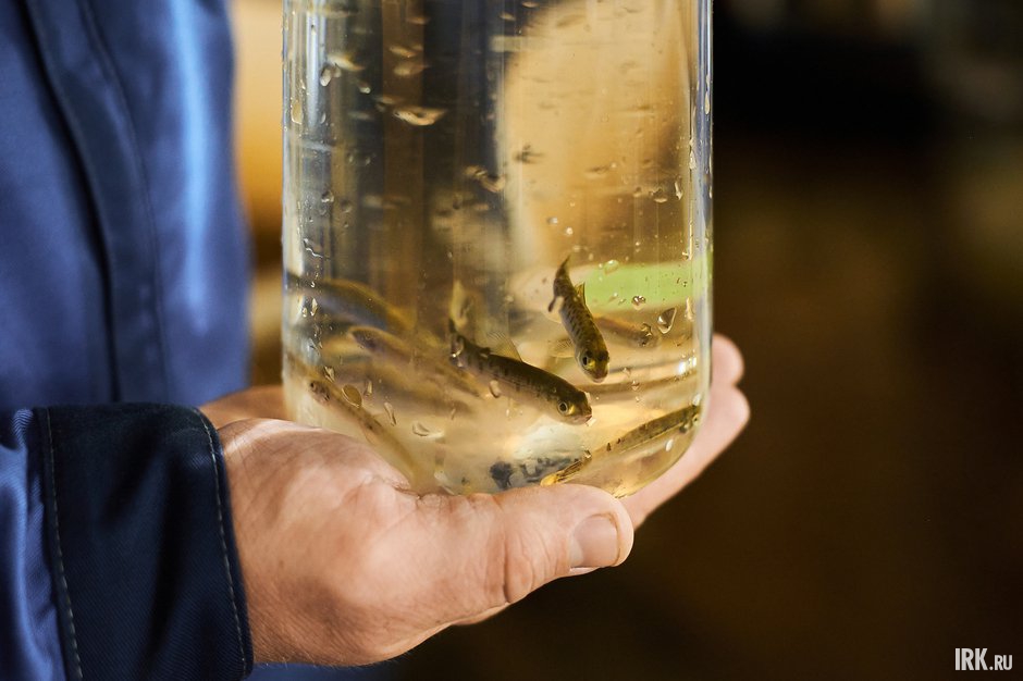 Мальки хариуса