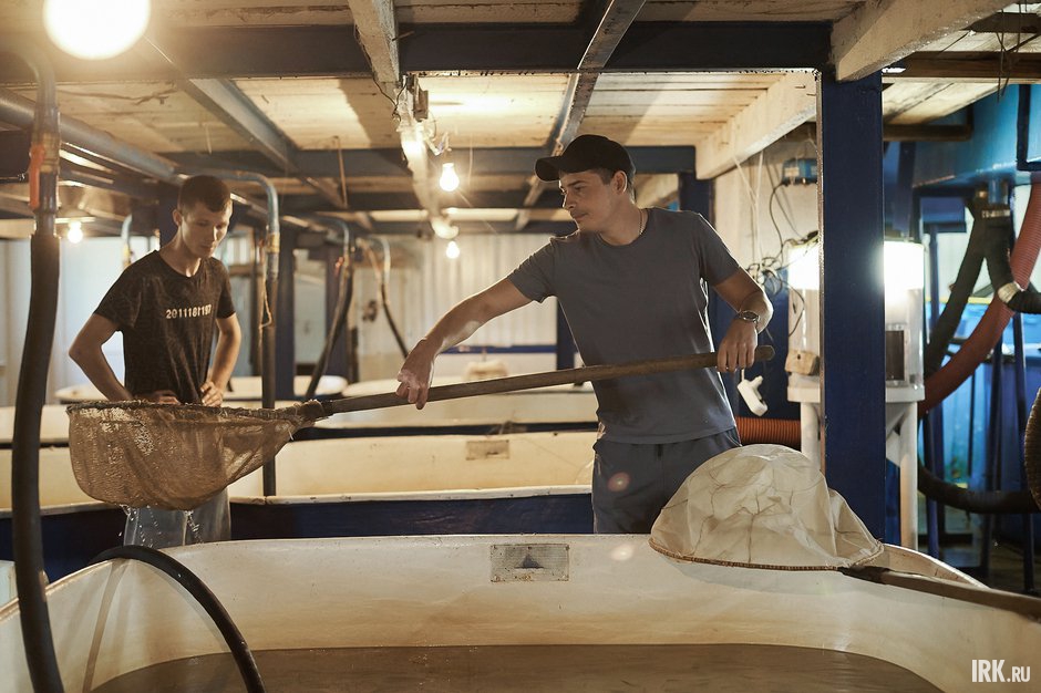 Работники рыбзавода