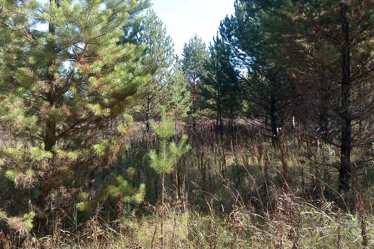 Сельхозземли до устранения нарушений. Фото управления Россельхознадзора по Иркутской области и Бурятии