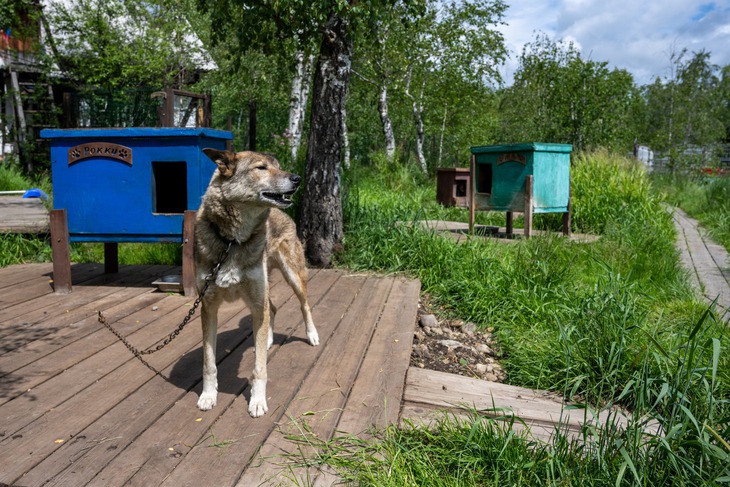 Сибирские хаски в усадьбе Тюрюминых