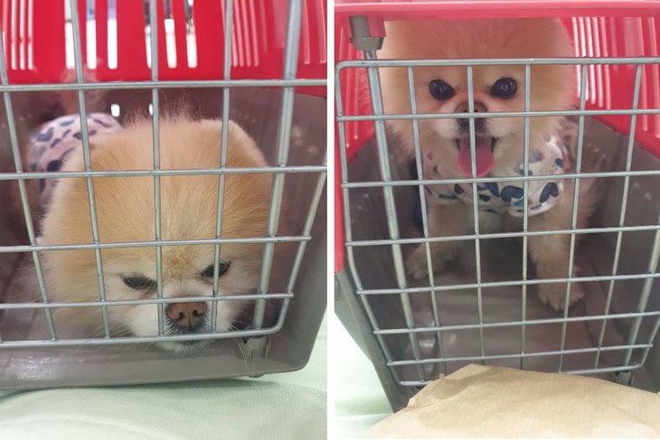 Дарий в переноске