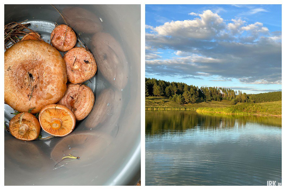 В лесу рядом с озером можно насобирать рыжиков