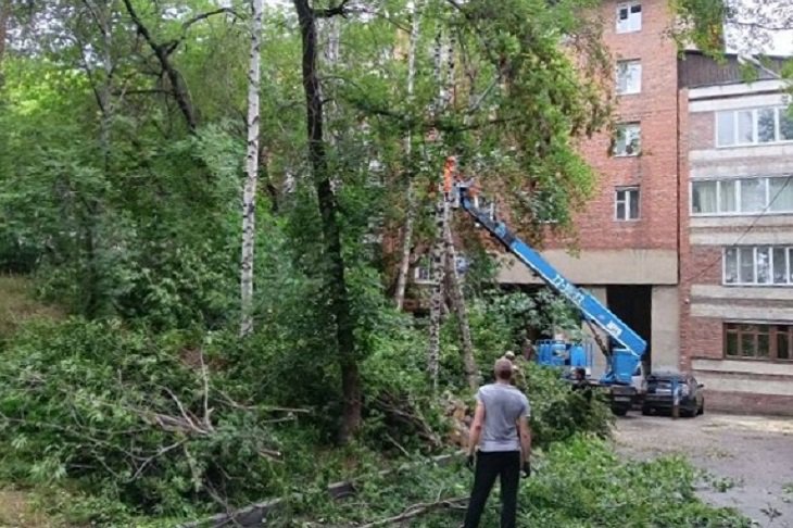 Вырубка аварийных деревьев. Фото пресс-службы думы Иркутска
