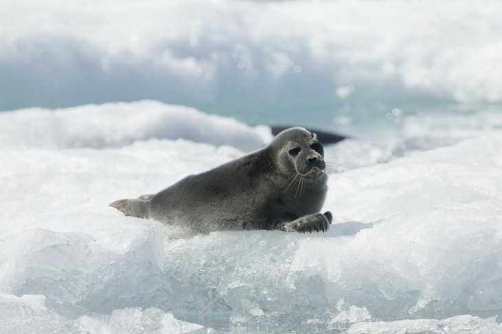 Нерпята появляются на свет в феврале-марте, и уже к лету становятся самостоятельными. Фото Юрия Гороховского, ФГБУ «Заповедное Подлеморье»