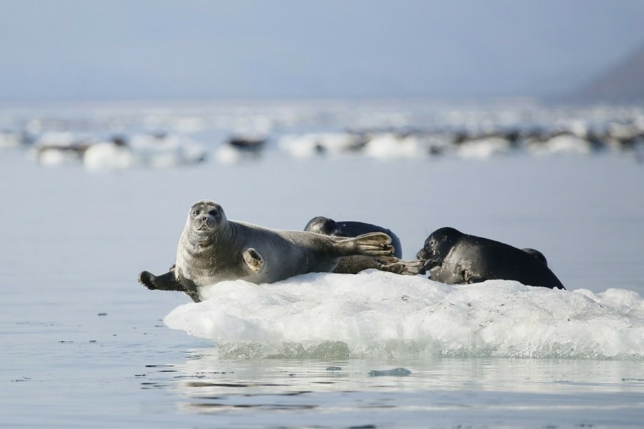 На льду байкальские тюлени выращивают детенышей. Фото Юрия Гороховского, ФГБУ «Заповедное Подлеморье»