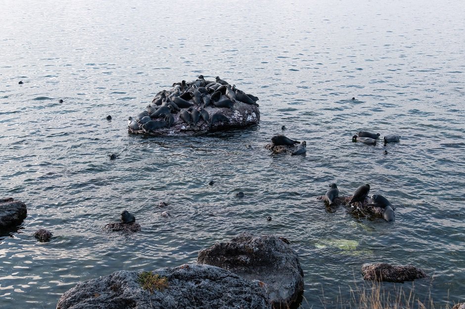 Летом тюлени большими группами лежат на каменистых островках. Фото Алексея Сватова, ФГБУ «Заповедное Подлеморье»