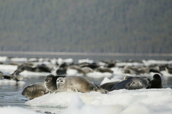 Основную угрозу для популяции представляют браконьерство, теплые зимы и загрязнение воды и берегов Байкала. Фото Юрия Гороховского, ФГБУ «Заповедное Подлеморье»