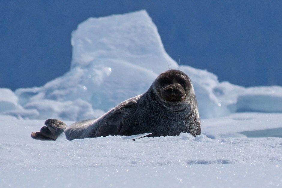 Нерпы делают во льду лунки, которые позволяют им дышать и выныривать на поверхность. Стоп-кадр фильма «На очарованных берегах Байкала»