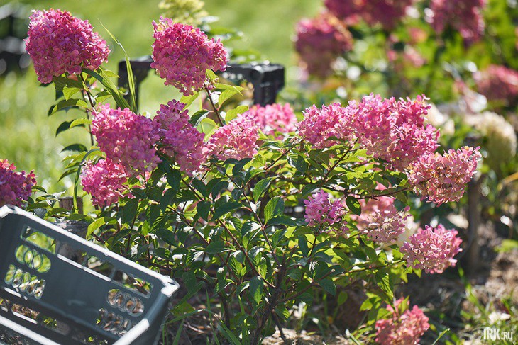 Озеленение