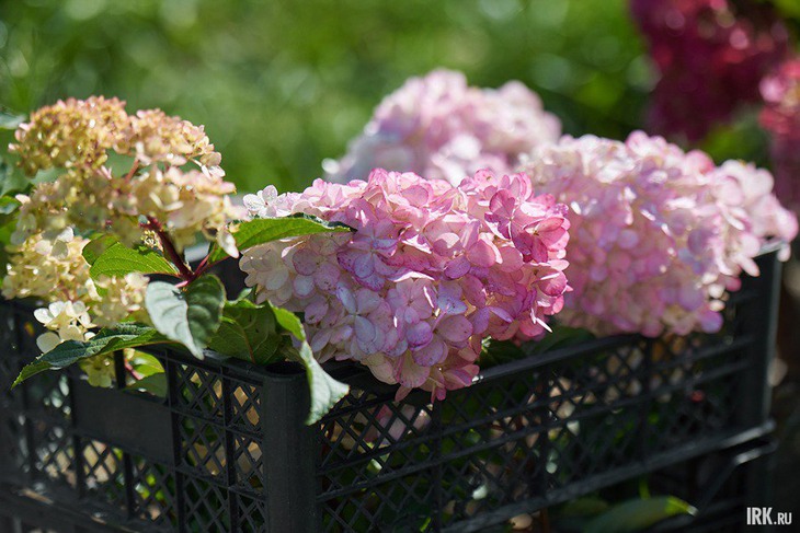 Гортензии