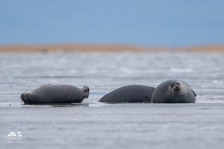 По разным оценкам, численность байкальской нерпы составляет от 100 до 150 тысяч особей. Фото Лубсана Чагдурова, ФГБУ «Заповедное Подлеморье»