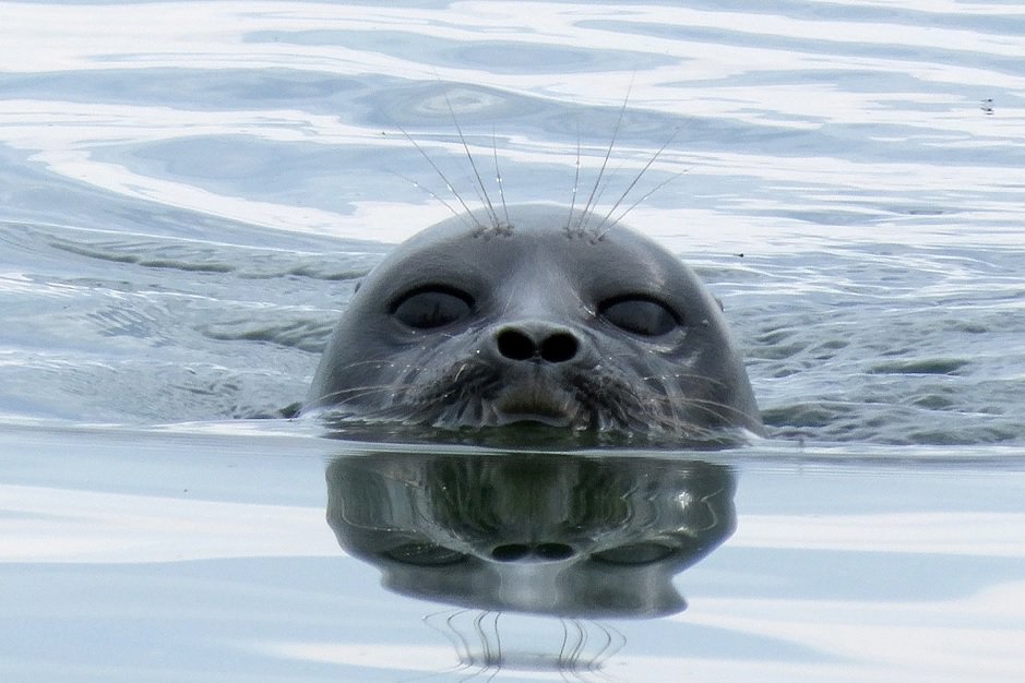 Нерпа проводит в воде до 70% времени. Стоп-кадр фильма «На очарованных берегах Байкала»