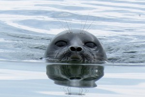 Нерпа проводит в воде до 70% времени. Стоп-кадр фильма «На очарованных берегах Байкала»