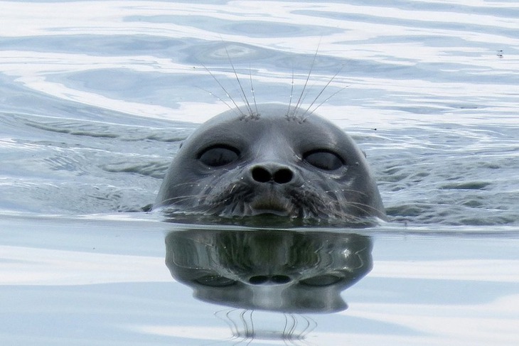 Нерпа проводит в воде до 70% времени. Стоп-кадр фильма «На очарованных берегах Байкала»