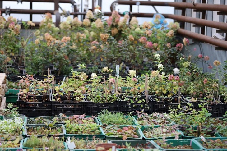 Цветы. Фото пресс-службы администрации Иркутска