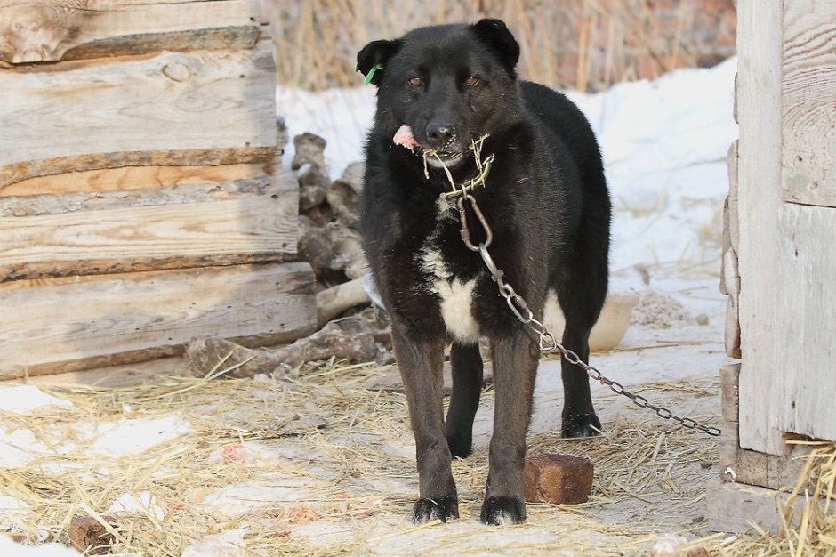 Собака. Фото Марины Снегиревой