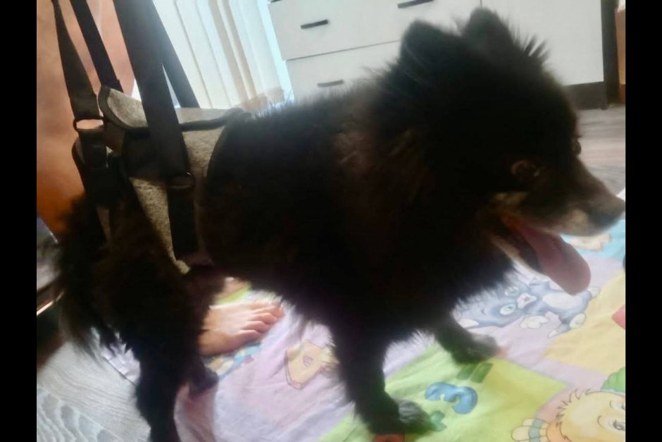 Шпиц. Фото пресс-службы прокуратуры по Челябинской области