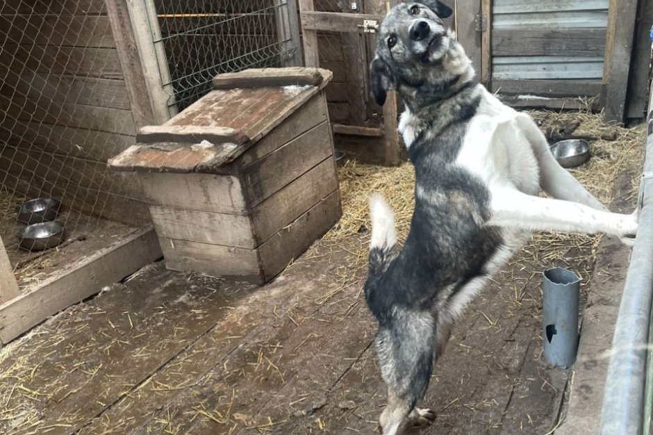 Собака на фоне будки. Фото Марины Снегиревой