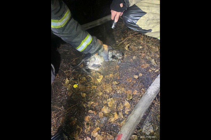 Котенок. Фото пресс-службы ГУ МЧС по Иркутской области