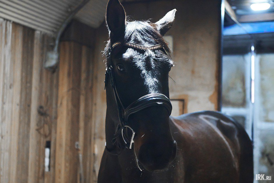 Хенди Харт принадлежит другой девушке, на Иркутском ипподроме за ним ухаживают, а еще тренируют