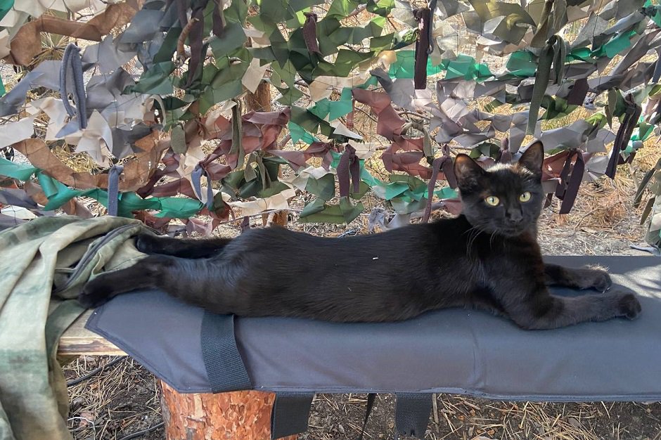 Кошка Багира