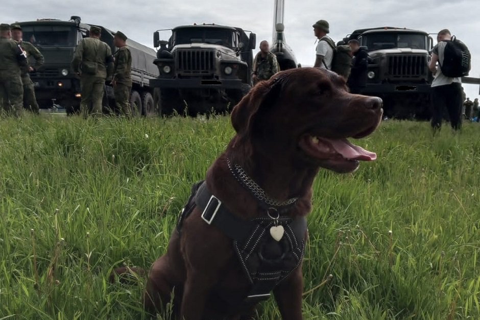 Лабрадор Кэтрис