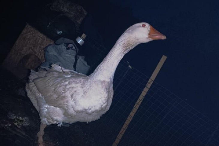 Гусыня Мина