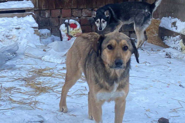 Собака. Фото Марины Снегиревой