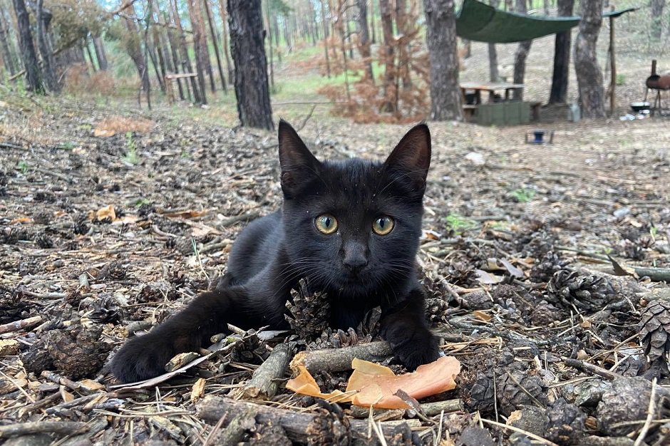 Кошка Багира