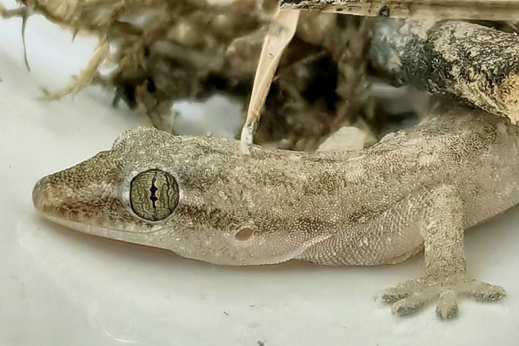 Геккон. Фото из группы Иркутской зоогалереи в соцсети «ВКонтакте»