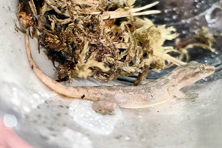 Геккон. Фото из группы Иркутской зоогалереи в соцсети «ВКонтакте»