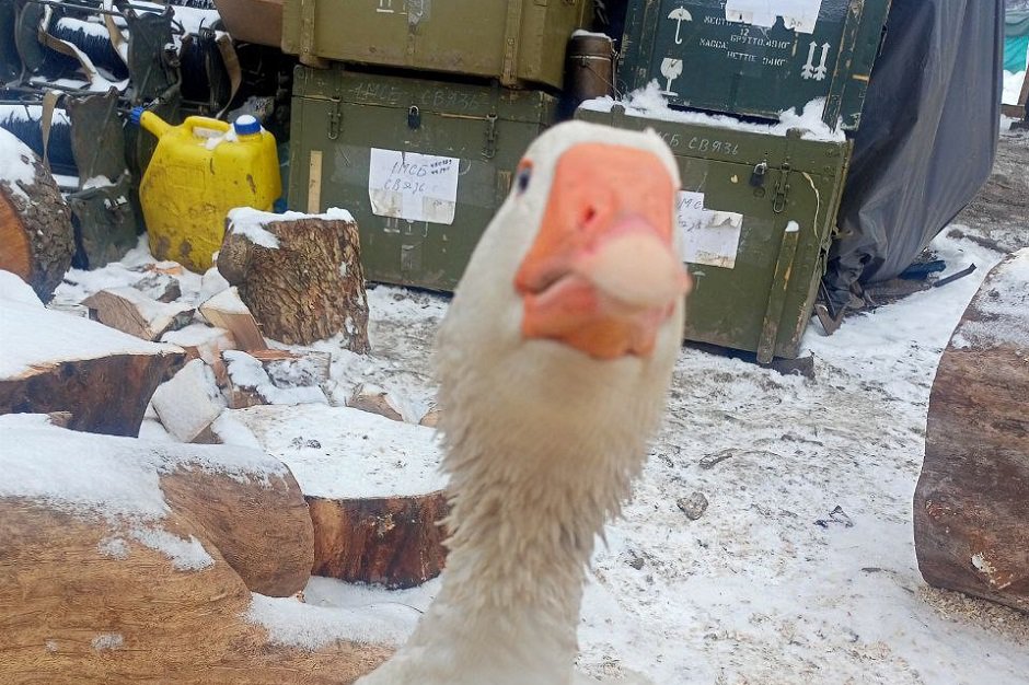 Гусыня Мина