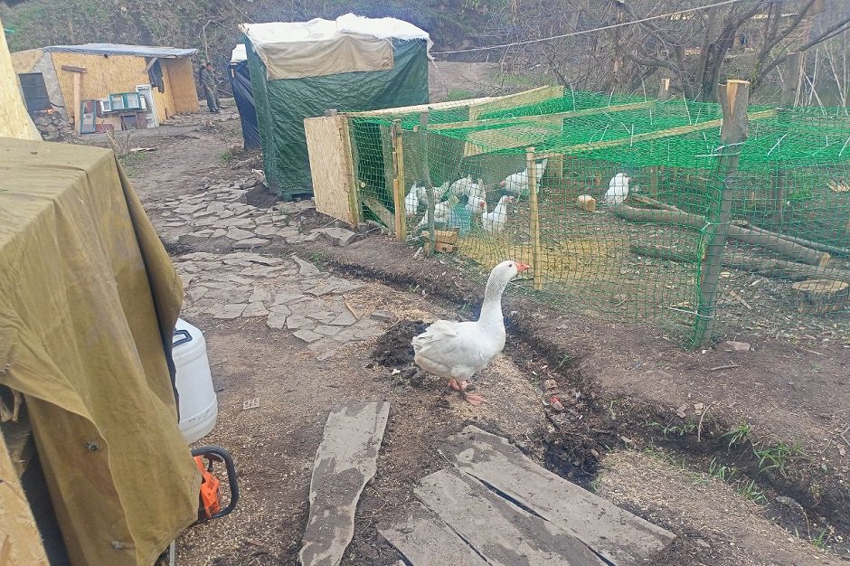 Гусыня Мина