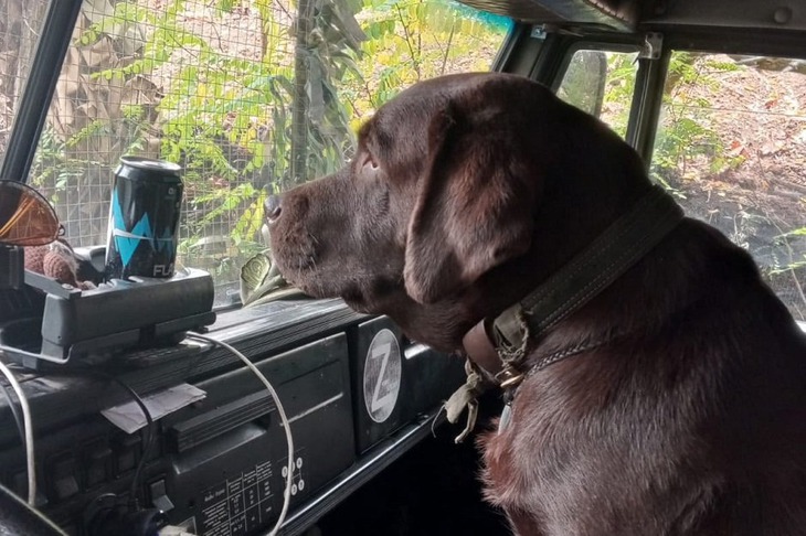 Лабрадор Кэтрис